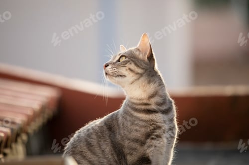 Preview: Contemplative cat gazing into the distance