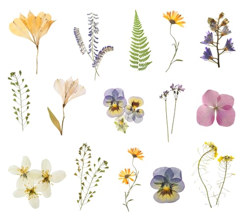 Preview: Set with beautiful dried meadow flowers on white background