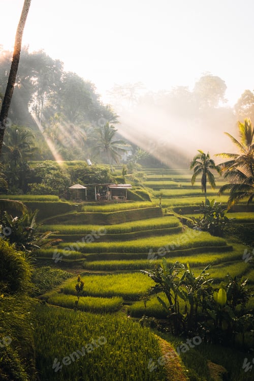 Preview: Morning view of Tegallalang Rice fields terraces in Ubud, Bali, Indonesia
