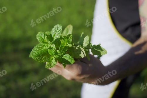 Preview: Selective focus shot of male cook hand holding green peppermint