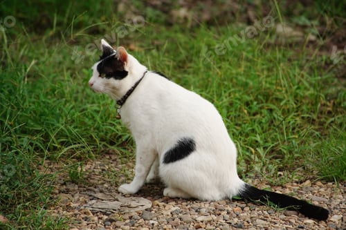 Preview: Portrait of a beautiful pet cat