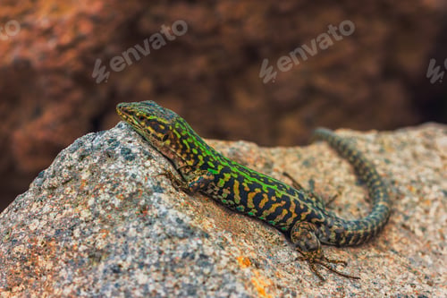 Preview: Italian wall lizard or ruin lizard - Podarcis siculus