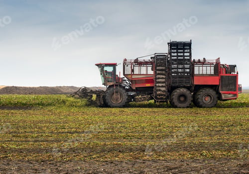 Preview: beet harvester with escalator loading in the process of harvesting in the field in autumn