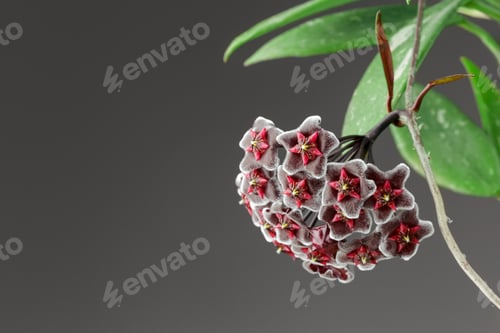Preview: Hoya Pubicalyx Chimera Wax Plant Bloom Macro Shot