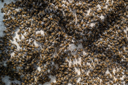 Preview: Close up view of the opened hive body showing the frames populated by honey bees. Honey bees crawl