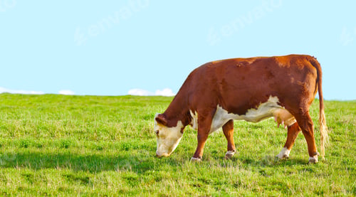 Preview: Brown cow - all brown
