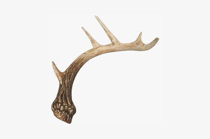 Preview: Elongated pointed antlers with basal appendage