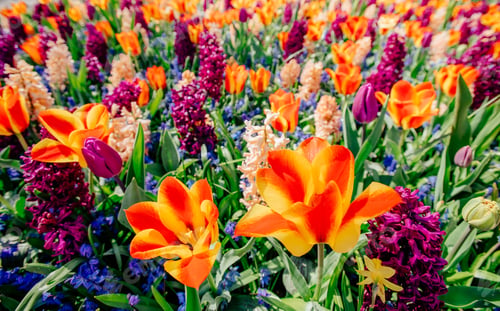 Preview: Amazing colorful flower and green grass background