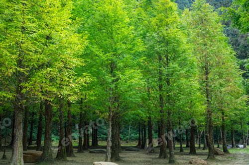 Preview: Beautiful row of the tree in forest