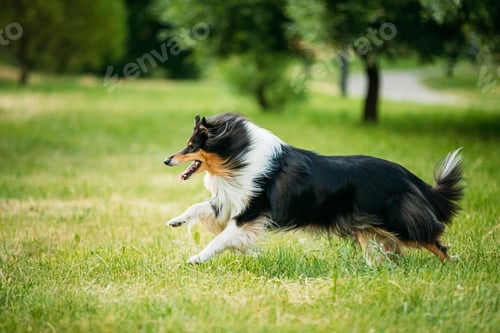 Preview: Shetland Sheepdog, Sheltie, Collie. Play Run Outdoor In Summer G