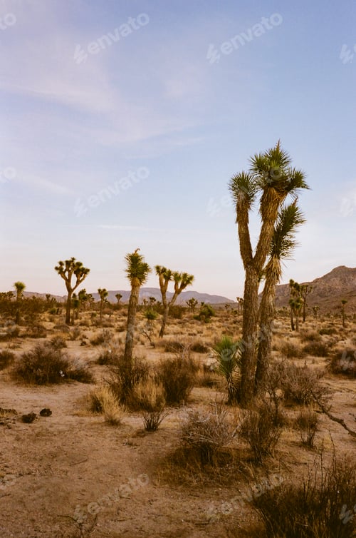 Preview: A desert landscape at dusk with Joshua trees prominently featured against a soft twilight sky.