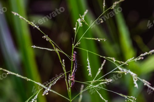 Preview: Kenya Small Insects Macro Animals Fauna Plants Flowers Vegatations Field