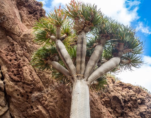 Preview: Dracaena draco tree in Grand Canary, Canary islands