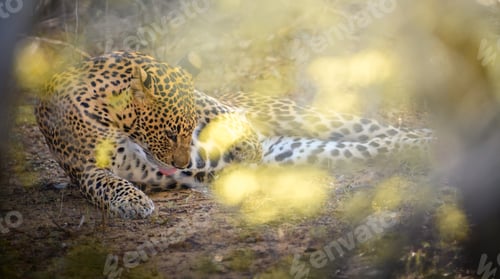 Preview: Leopard grooming itself while lying on the forest floor at Yala National Park.