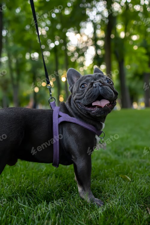 Preview: black small french bulldog looks at the camera in the park on the lawn