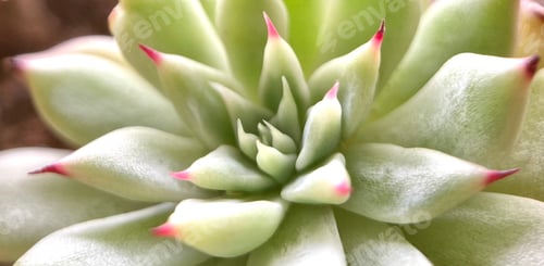 Preview: Backgrounds. Natural backgrounds, succulents