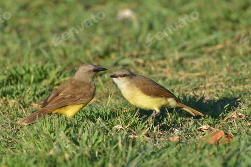 Preview: cattle tyrant (Machetornis rixosa) on the ground
