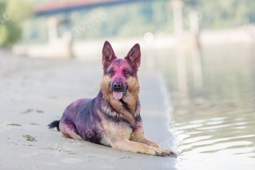 Preview: German shepherd dog playing on the beach with pink holi colors. Holi festival. Dog holi photo.