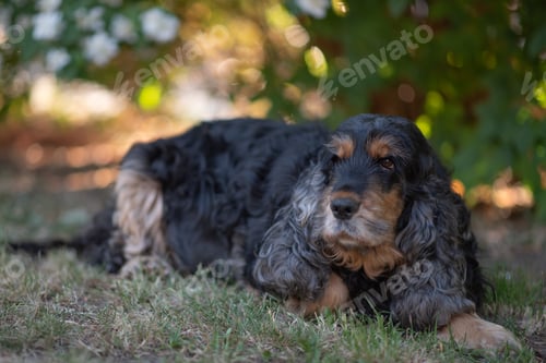 Preview: Portrait of old black dog in the garden
