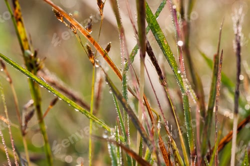 Preview: Fresh green grass with dew drops closeup. Nature Background