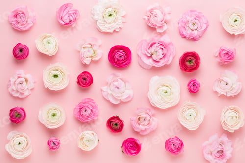 Preview: Beautiful colored ranunculus flowers on a pink background. Spring greeting card.