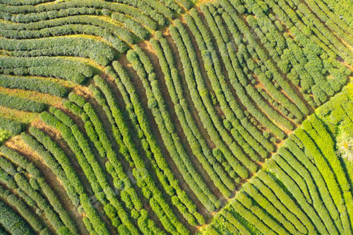 Preview: Tea or strawberry farm, agricultural plant fields. Rural area. Farm. Nature landscape background