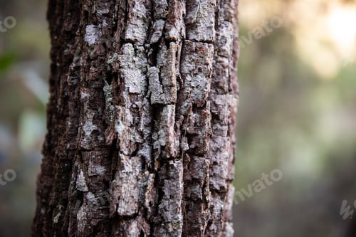 Baum