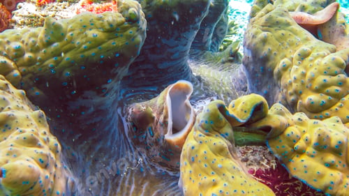 Preview: Close up of Colorful giant clam Tridacna gigas grows in the shallows Raja Ampat, Indonesia