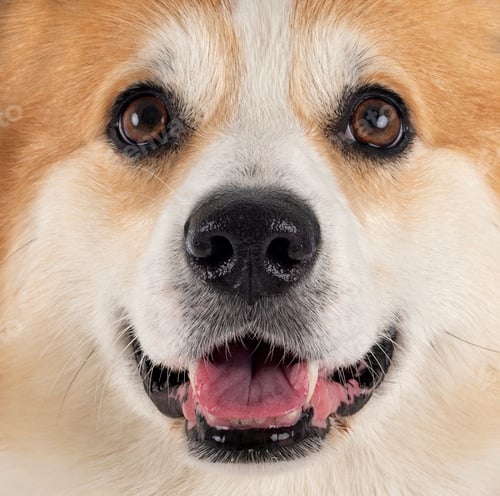 Preview: Pembroke Welsh Corgi