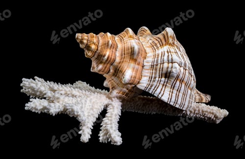 Preview: Trapezium Horse Conch on Coral black background