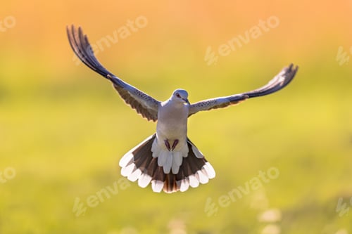 Preview: Turltle dove flying on bright background