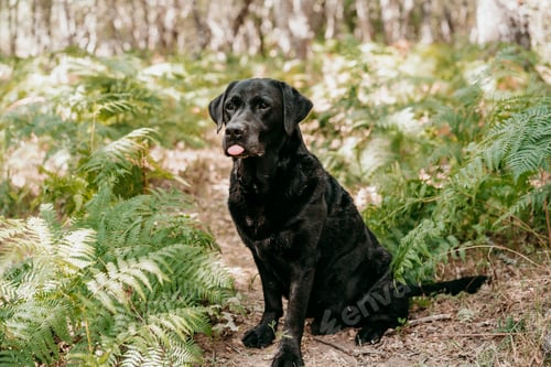 Preview: beautiful black labrador dog with tongue out sitting in footpath in forest. Nature and pets