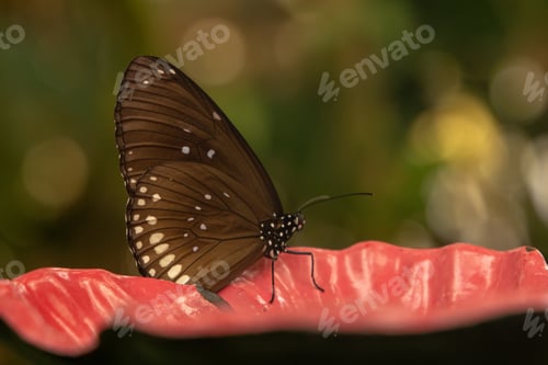 Preview: Close-up shot of Euploea klugii, the brown king crow butterfly