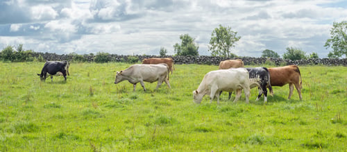 Preview: Cows Grazing in Ireland