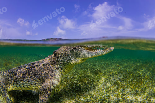 Preview: Underwater view of crocodile at sea surface, Chinchorro Banks, Mexico