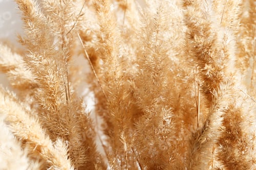 Preview: Close-up of a dry bouquet of pampas grass flowers in an interior.