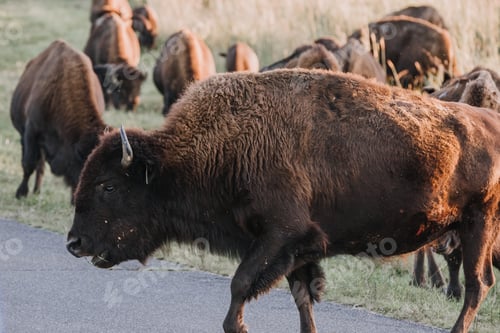 Preview: Wild bison crossing a road