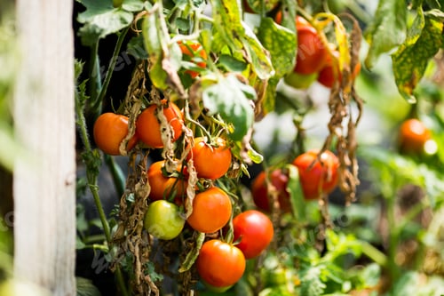 Preview: Tomato plant with fried leaves on a blurred background