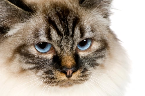Preview: Blu-tabby-point Birman (18 months)