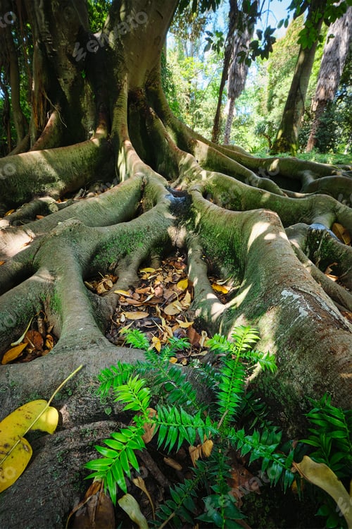 Preview: Ficus macrophylla trunk and roots close up