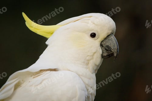 Preview: bird, cockatoo, pet, parrotsss