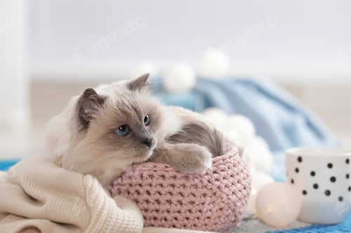 Preview: Cute cat with knitted blanket in basket at home. Warm and cozy winter