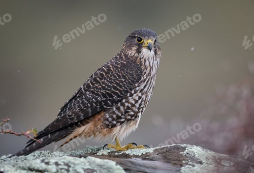 Preview: Closeup shot of a Wild New Zealand native falcon Karearea perched on a rock