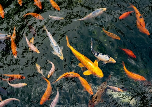 Preview: Fancy carp.
