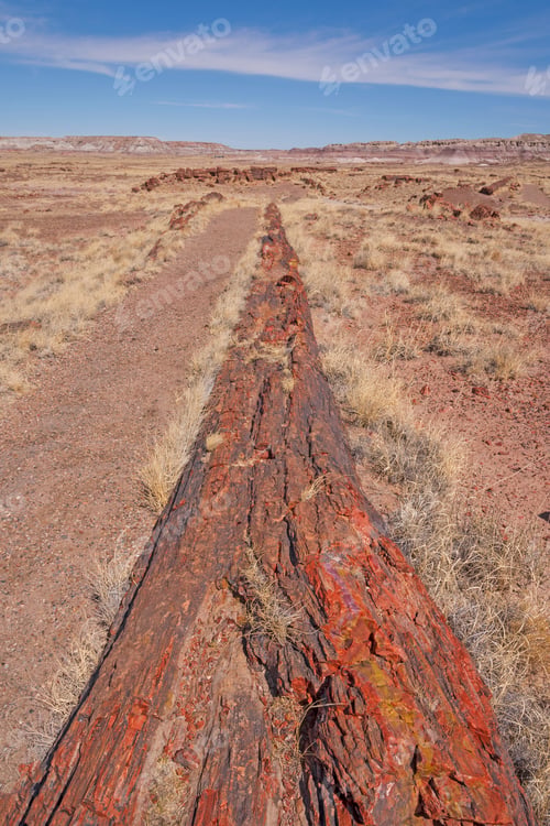 Preview: Very Long Petrified Log in the Desert