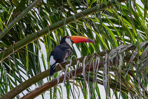 Preview: Toucan bird