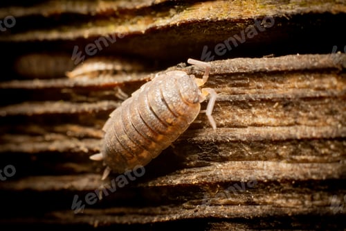 Preview: Closeup of a common woodlouse on a wooden surface under the sunlight