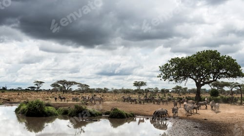 Preview: Herd of zebras resting by a river, Serengeti, Tanzania, Africa