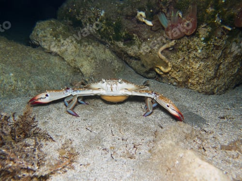 Preview: Pregnant crab looking at the camera
