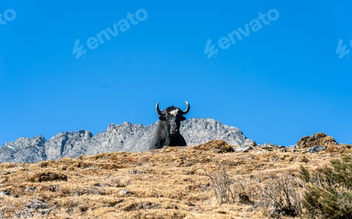 Preview: wild animal Yak